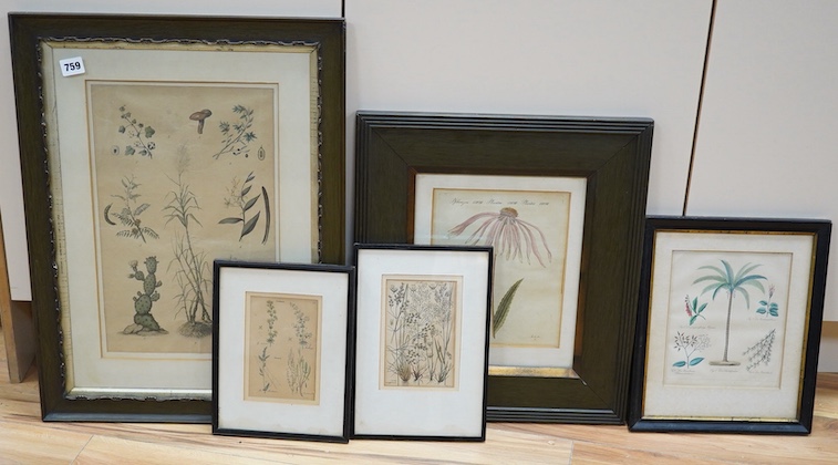 Five 18th / 19th century botanical lithographs and etchings, largest 39 x 24cm
